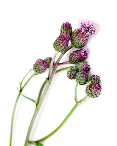 Cotton Thistle